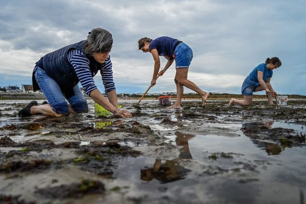 Pêche à pied et grandes marées : les règles simples à suivre pour en profiter sans danger