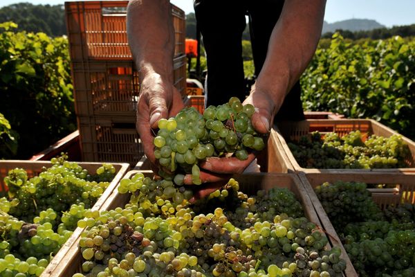 Les vendanges démarrent en blanc. Photo d'illustration.