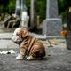 Plusieurs cimetières pour animaux existent déjà en France, comme celui d'Asnières-sur-Seine, dans les Hauts-de-Seine.