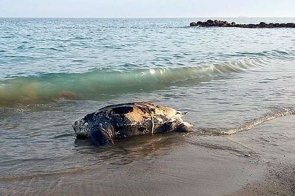 Frontignan (Hérault) - une tortue luth morte échouée sur la plage des Aresquiers - 6 septembre 2018.