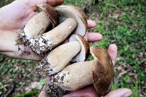 Chasse aux cèpes, octobre 2023 en Bourgogne