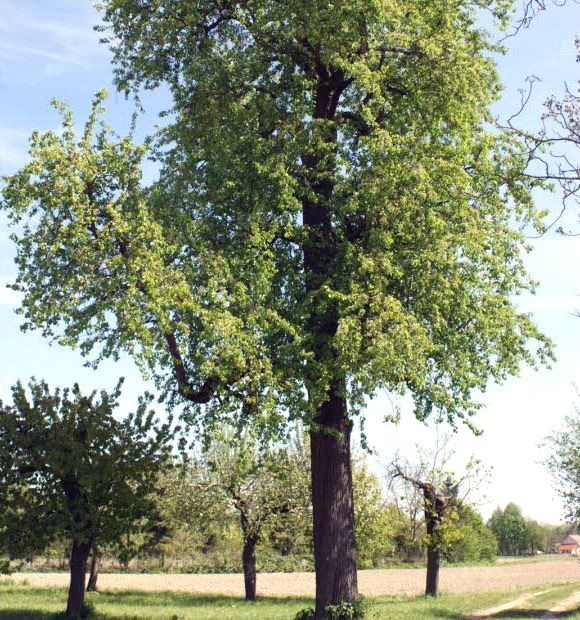 Carte Ils Sont Beaux Grands Et Venerables Decouvrez Les Arbres Remarquables D Alsace