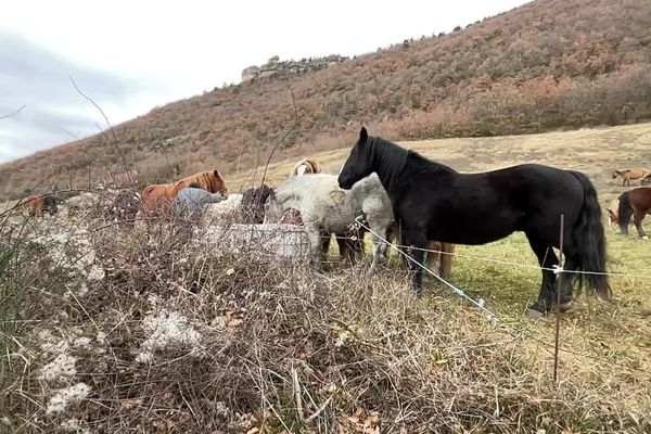 Un cas d'herpès 4, un virus parfois mortel, sur un cheval en Haute-Garonne