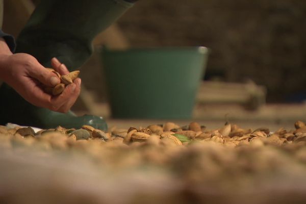 Des amandiers en Corrèze