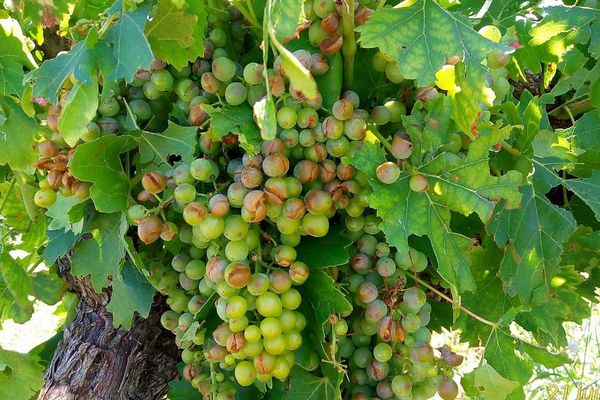 Anduze (Gard) - les vignobles gardois victimes de l'orage et de la grêle - 21 juillet 2018.