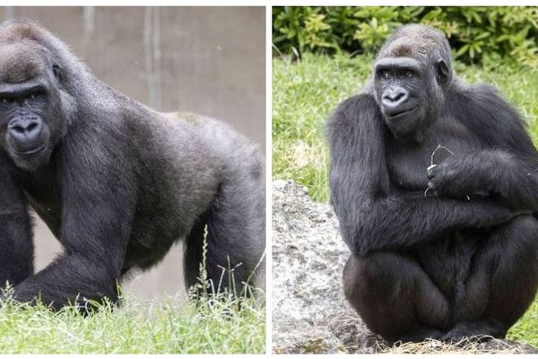 Les deux gorilles, Kuima et Mayombé, partent au Gabon