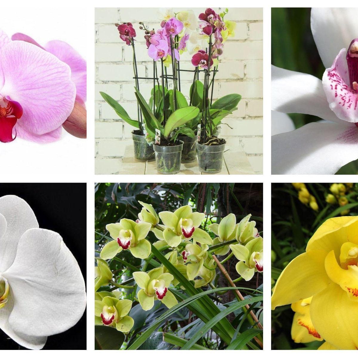 Jardinage Faites Refleurir Vos Orchidees Pour Les Fetes De Fin D Annee