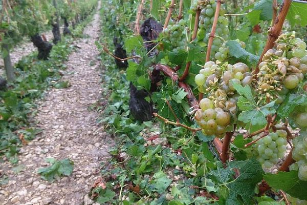 Un violent orage s’est abattu sur l’Yonne dans la nuit du lundi 31 août au mardi 1er septembre 2015. Il a causé des dégâts dans les vignes de Chablis.