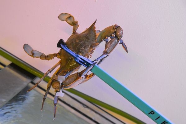 Manger le crabe bleu, qui envahi la Méditerranée, peut-elle être la solution ?