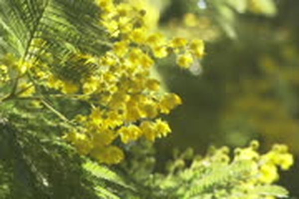 Le mimosa a pris de l'avance dans les Pyrénées-Orientales. Les brins sont cueillis un mois plus tôt que prévu à cause de la sécheresse dans la vallée du Vallespir, près de Perpignan dans les Pyrénées-Orientales.