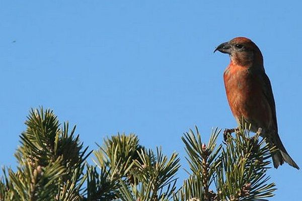 Le bec-croisé des sapins, l'une des espèces protégées dont des spécimens ont été saisis à Biriatou. 