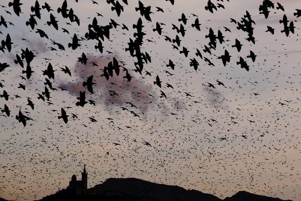 Nuée d'étourneaux à Marseille