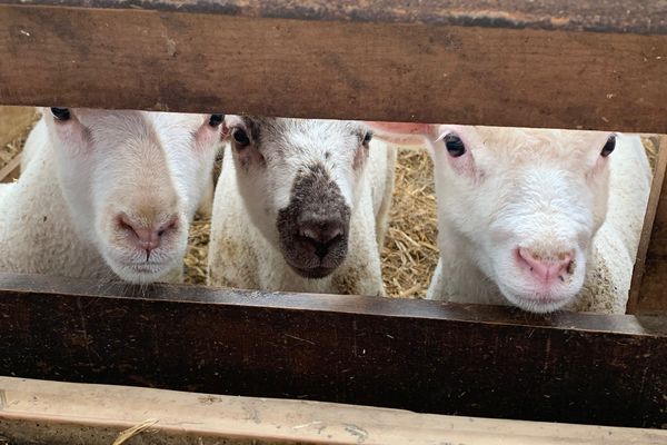 Fièvre catarrhale ovine : la Foire Nationale de Reproducteurs Ovins de Bellac annulée (photo d'illustration)