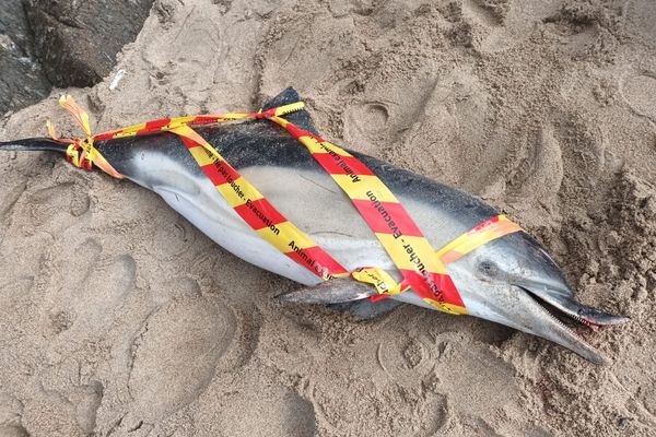 Ce dauphin commun a été retrouvé ce samedi 23 mars 2024 sur la plage du Verger à Cancale, près de la baie du Mont Saint-Michel. C'est le sixième échouage recensé dans ce secteur.