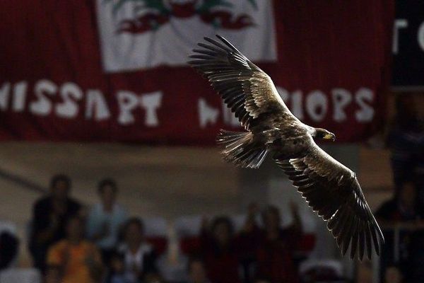 Avant chaque match à l'Allianz Riviera, un aigle se pose dans le rond central