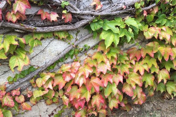 feuillage d'automne 