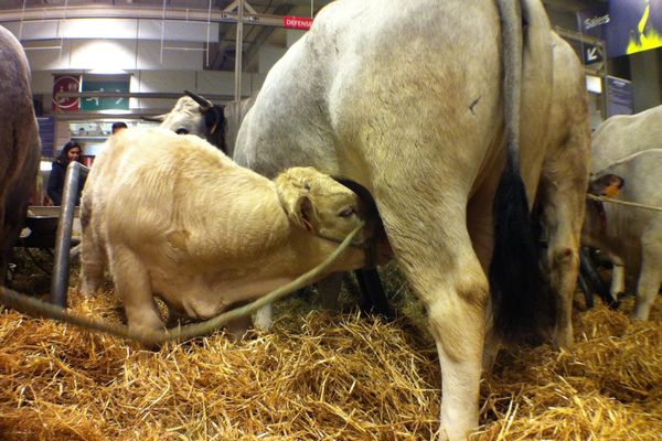 Les vaches de Serge Esteveny éleveur du Tarn