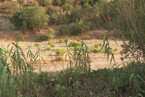 À Banyuls-sur-Mer, le fleuve La Baillaury, qui alimente le captage du Val Auger, est à sec.