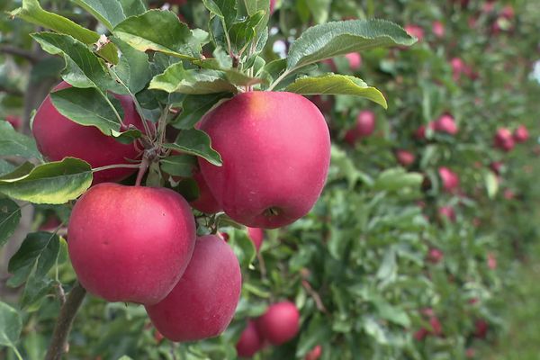 Pommes Gala dans le Cher