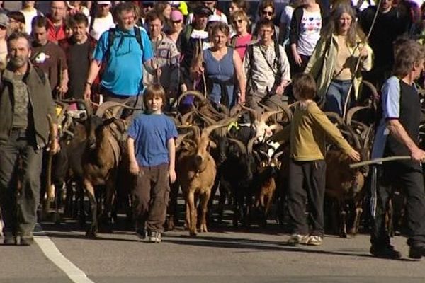 80 chèvres et leurs petits ont quitté la ferme des Torcols pour les hauteurs du fort de Planoise. Une transhumance devenue au fil des ans une fête pour les Bisontins qui accompagnent le troupeau dans les rues de la capitale comtoise.