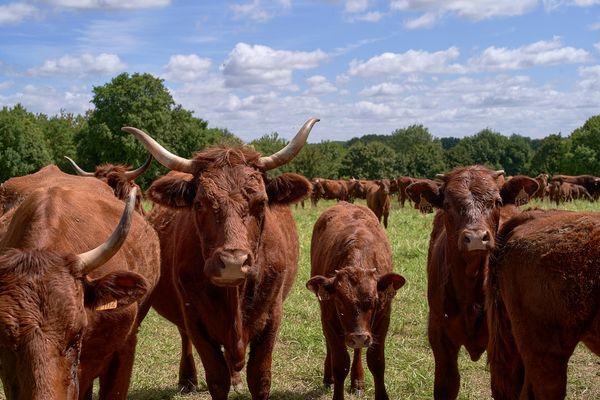 D'où vient le nom de la vache salers ?