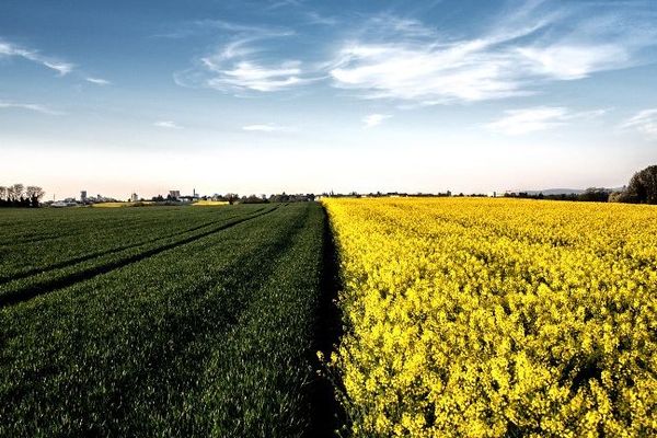 8 000 hectares de colza pourraient être contaminés par des essences OGM en France.