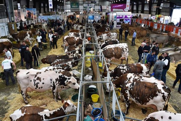 Les bovins seront une nouvelle fois au cœur du SPACE à Rennes du 10 au 13 septembre 2019