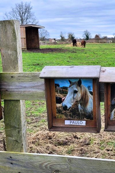 Animaux. Eux aussi ont le droit à une fin de vie paisible à la ferme du Rouvreau en Sarthe