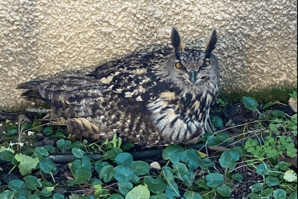 Un grand duc d'Europe, plus grand oiseau de proie nocturne au monde, a été pris en charge par 'unité animalière des sapeurs-pompiers du Gard, vendredi 29 novembre 2024. Blessé, cet animal protégé a été manipulé avec un matériel spécifique.