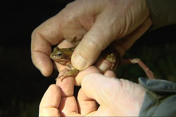 Grenouilles (comme ici sur cette photo), mais aussi crapauds et tritons, au total sept espèces inventoriés et près de 600 batraciens qui peuvent traverser la route en toute sécurité grâce aux bénévoles.