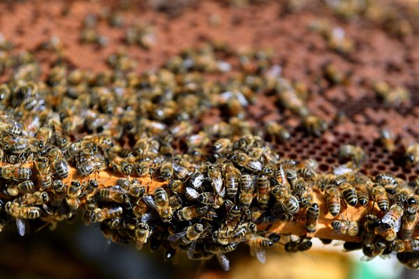 L'impact des pesticides néonicotinoïdes sur la mortalité des abeilles est démontré depuis 10 ans.