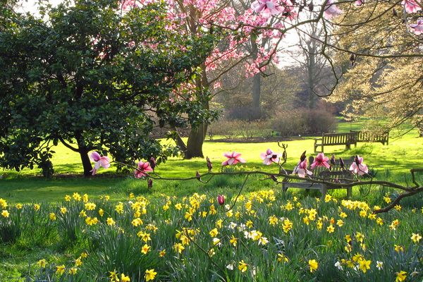 Magnolia Trees and Daffodils at Kew Gardens