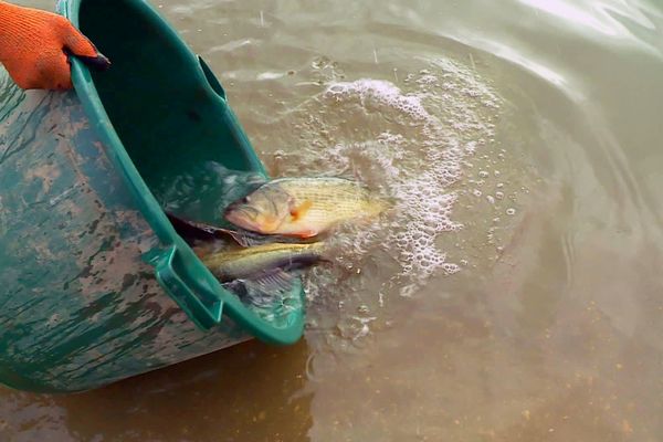 Tanches, brochets, carpes, gardons, truites, les poissons relâchés enrichissent la faune locale dans leur milieu naturel