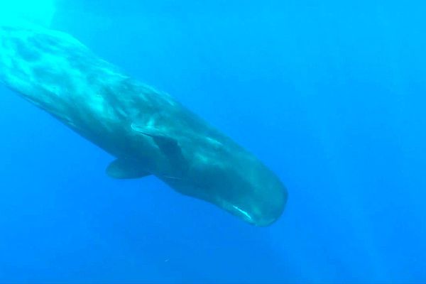 Le cachalot, l'une des 1200 espèces animales qui vivent au large de la Côte Vermeille.