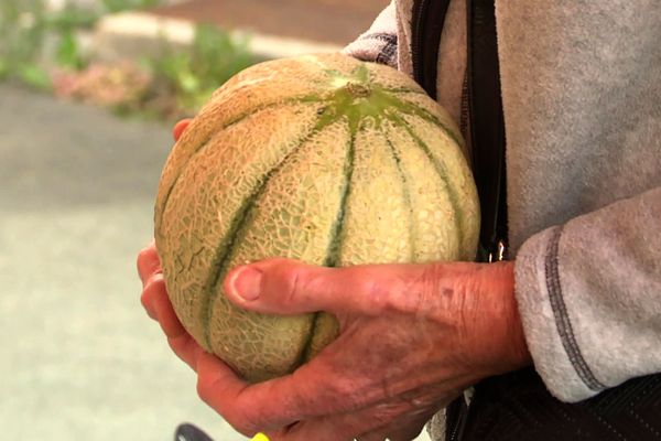 Le melon d'octobre détrône la citrouille