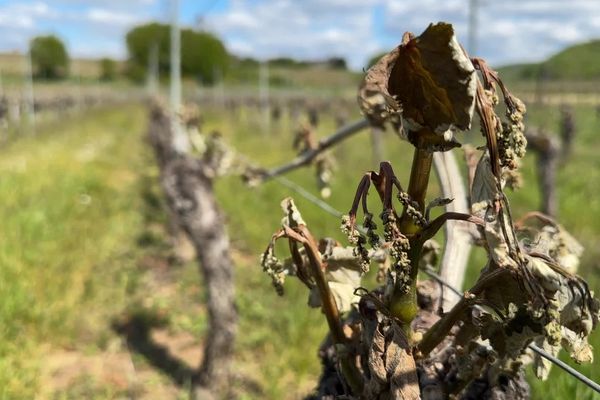Les vins de Cahors en voie de disparition ? L'AOC, créée en 1971, est aujourd'hui menacée selon les représentants de la filière. Le dernier épisode de gel, le 22 avril 2024, a ravagé les vignobles.