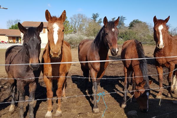 Cinq des sept chevaux maltraités vont être placés dans des familles d'accueil sur décision du maire de Colombier-Saugnieu (69).