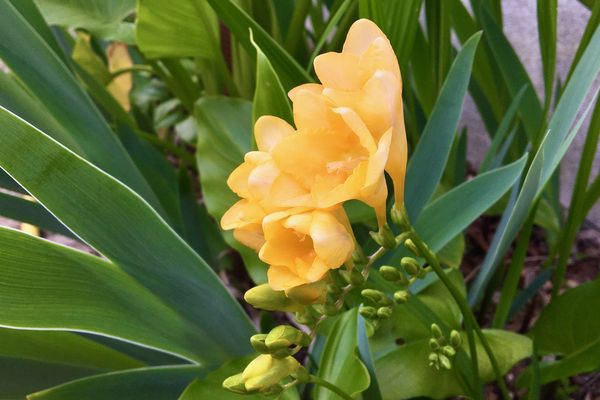 Les freesias sont arrivés avec le printemps au jardin