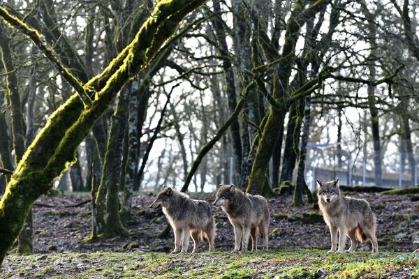 La présence de loups dans un territoire peut être une source de conflit entre éleveurs et associations animalières. (photo d'illustration)