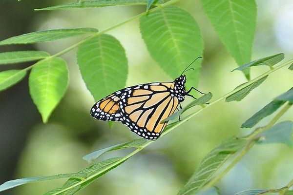 papillon Monarque