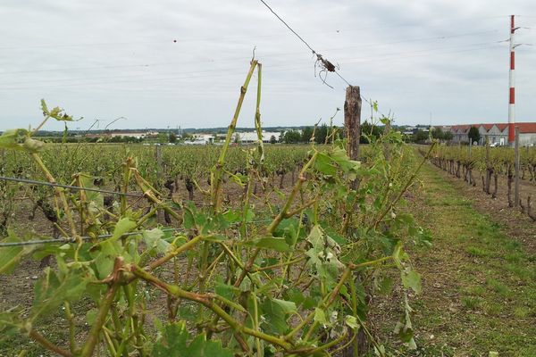 Les dégâts causés par les orages dans les vignes charentaises.