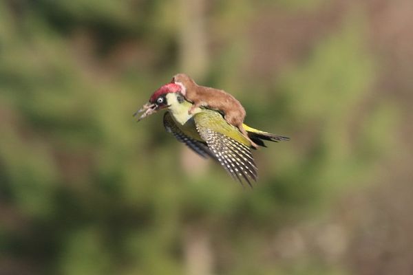 Un cliché rare pris dans l'Essex (Angleterre).