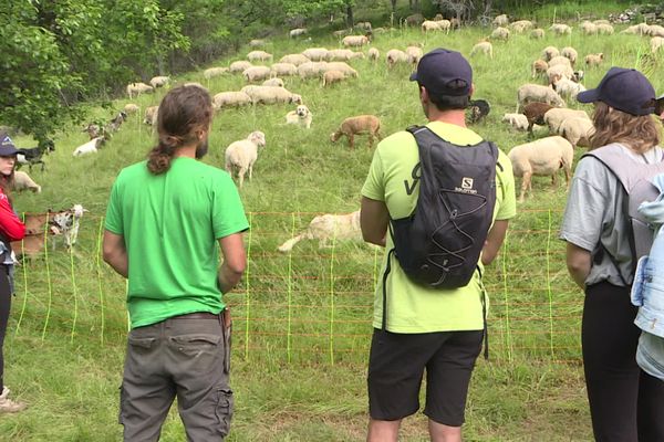 Les bénévoles de France Nature Environnement vont à la rencontre des randonneurs pour les sensibiliser au bon comportement à adopter près d'un troupeau.