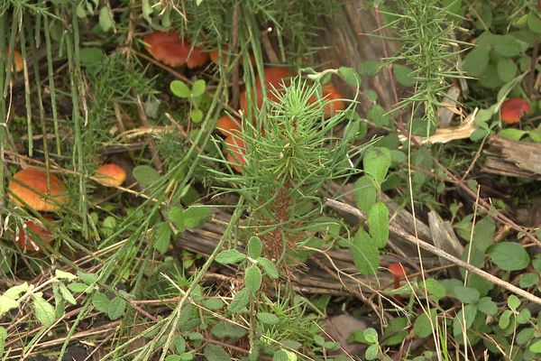 Il y a tout juste un an des milliers de pins maritimes et de chênes-lièges ont été plantés dans la forêt du Pinada.