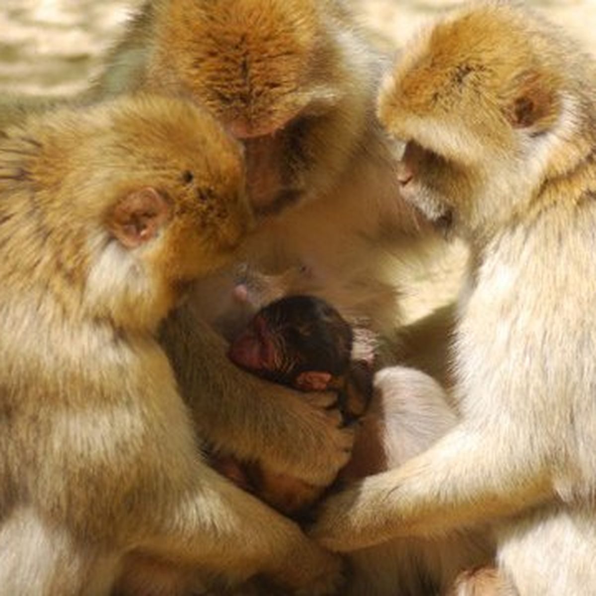 Romagne 86 Naissance De 2 Bebes Magots A La Vallee Des Singes