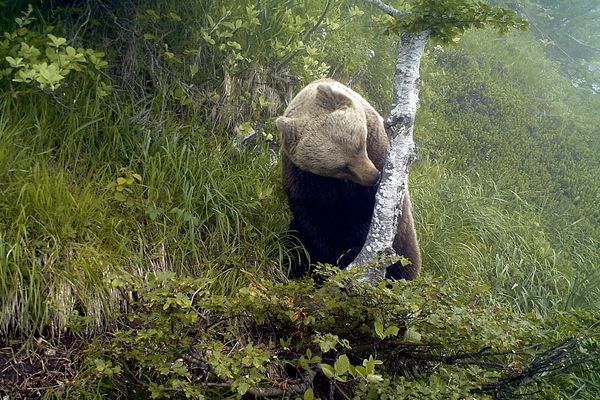 Ours brun des Pyrénées filmé par une caméra à déclenchement automatique.