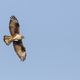 L'aigle de Bonelli est l'une des espèces emblématiques d'oiseaux que l'on trouve sur le tracé de la future ligne à très haute tension (THT) entre le Gard et Fos-sur-Mer.