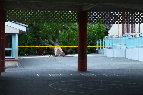 Un marronnier est tombé dans la cour de l'école de Bessens sur trois enfants