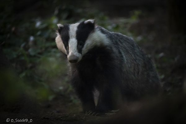 Les associations de protection des animaux ont gagné une bataille contre les chasseurs en Haute-Vienne