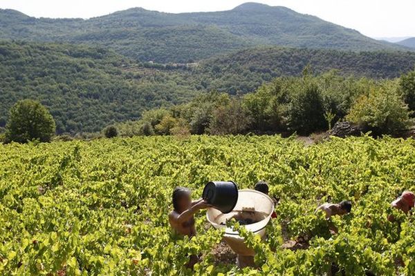 Vendanges dans l'appellation "Terrasses du Larzac".